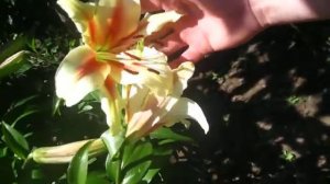 лилия Лавон