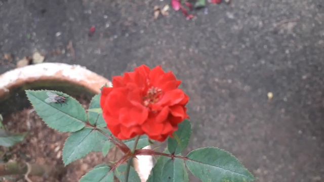 മിനിയേച്ചർ റോസ് /Miniature rose plant care in malayalam смотреть онлайн