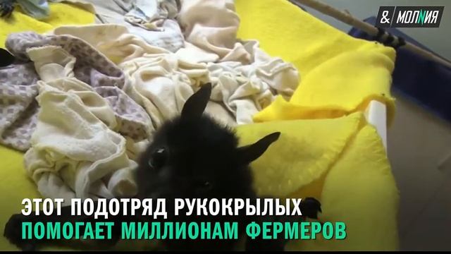 Зачем миру летучие мыши?