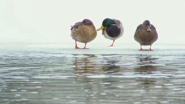 ГОСТЕПРИИМНАЯ ОКА смотреть онлайн