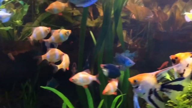 Аквариум. Основные параметры воды в аквариуме. Как их корректировать. Чем их измерять? смотреть онлайн