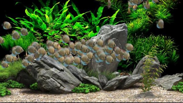 Dream Aquarium - Alot Of Discus (4K)