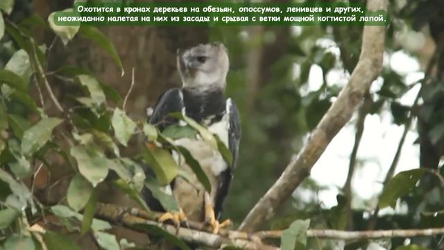 Южноамериканская гарпия - Harpy Eagle (Энциклопедия животных) смотреть онлайн