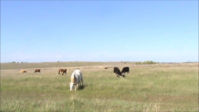 Коровы в хозяйстве Клещи Телята на подсосе смотреть онлайн