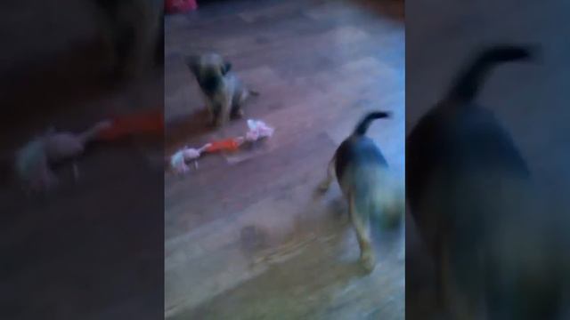 Детки брабансоны