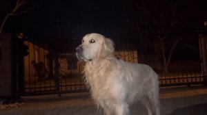 Всё о породе Золотистый ретривер.