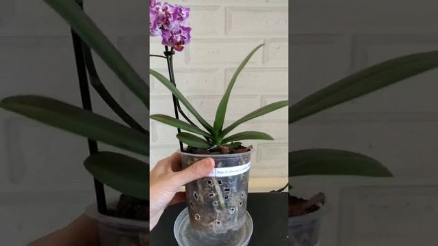 орхидея Formosa Cranberry 'Wilson'