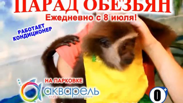 Парад Обезьян Волгоград 2016! смотреть онлайн