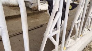 Тентовый ангар для КРС - комфортная альтернатива традиционному коровнику. Отзыв владельца