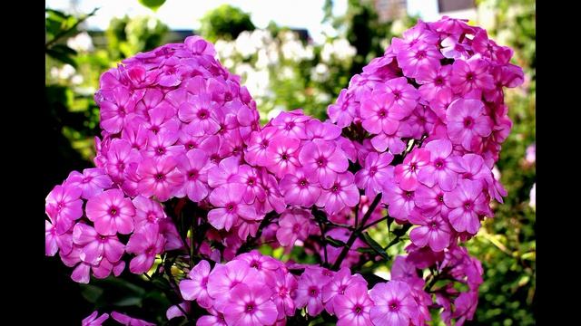 Флокс Кпафтпротз Часть 2