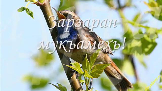 Нохчийн мотт.автор Болтукаева Зара смотреть онлайн