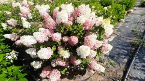 Гортензия метельчатая Стровберри блоссом
