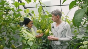 Надо ли опылять комнатный лимон