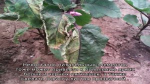 Почему белеют листья у рассады баклажан