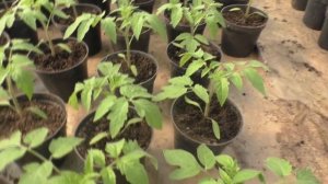 Рассада томатов + монофосфат калия= приземистые растения!