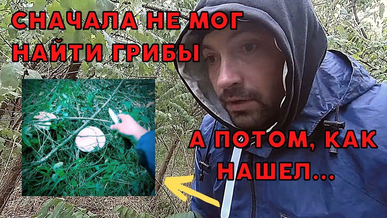 Пошли ЗА ГРИБАМИ | В ДЕРЕВНЕ | Осенние ГРИБЫ #пошлизагрибами #вдеревне #осенниегрибы