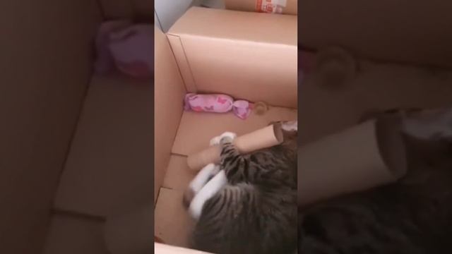 Почему кошки любят картонные коробки?