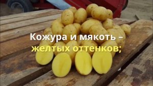 Картофель Гала - описание сорта и его характеристики