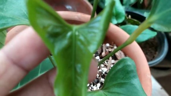 Anthurium Pinkleyi....a new leaf unfurling ❤️
