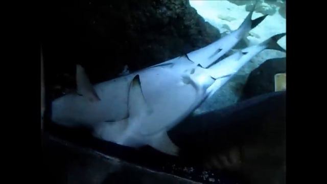 Best SHARK MATING footage on YouTube смотреть онлайн