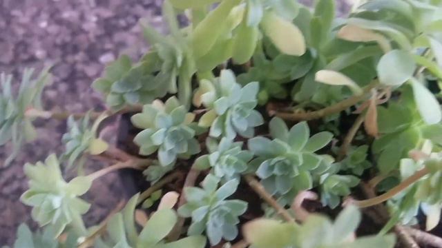 Como fazer seu sedum palmeri ficar sempre bonito. смотреть онлайн