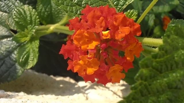LANTANA naranja: Lantana camara (www.riomoros.com) смотреть онлайн