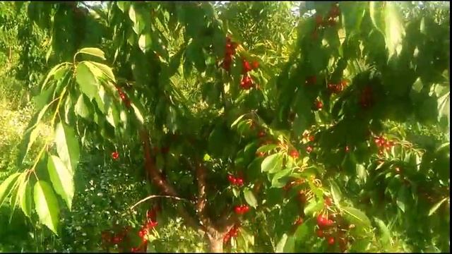 Сад черешни на ВСЛ-2 смотреть онлайн