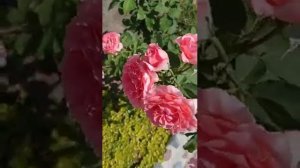 Японская роза "Коралл желе"