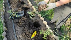 Посадка рассады томатов в грунт.  Что я добавляю в лунки.