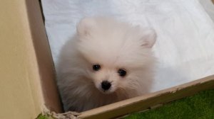 Маленький щенок скулит в коробке