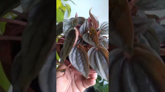 Peperômia Caperata смотреть онлайн