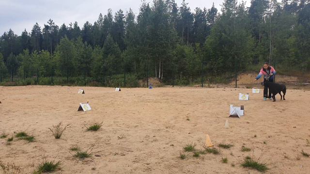 РО1 Дети, Щенки, Дебют Шигапова Александра и Душка Онлайн соревнования Ралли Обидиенс