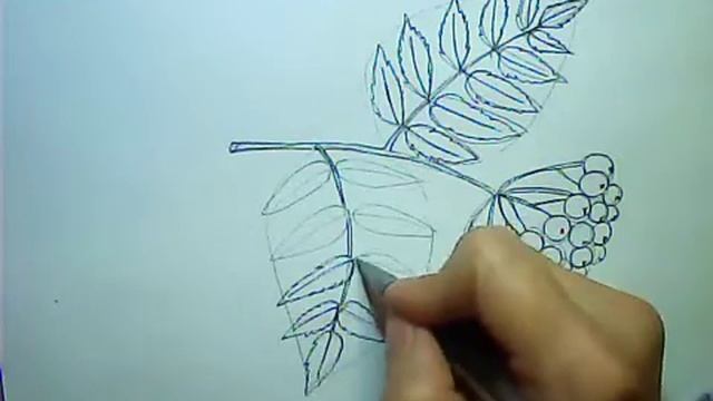 Как нарисовать осеннюю ветку рябины - Рисуем рябиновую гроздь смотреть онлайн