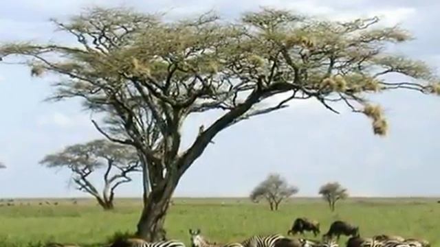 Туры танзания из спб смотреть онлайн