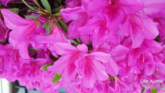 Rhododendron Yedoense var. poukhanense смотреть онлайн
