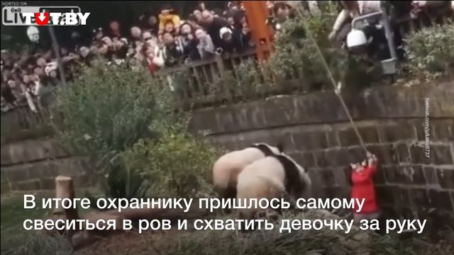 Девочка угодила в вольер с пандами: посмотрите, как ее спасали смотреть онлайн