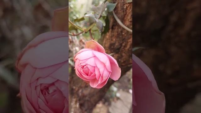 Осенний танец ,перед зимним ? сном. смотреть онлайн