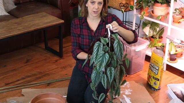 CISSUS DISCOLOR TRELLIS // A great idea in theory...but my execution was a fail... смотреть онлайн