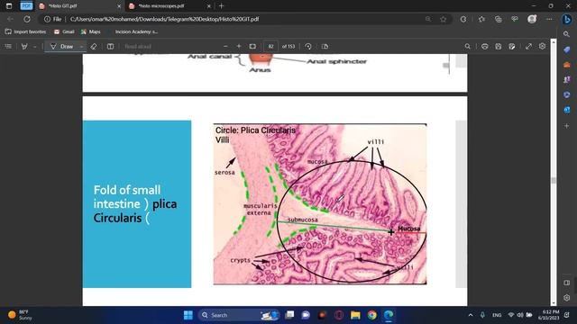 GIT Histology Practical Revision смотреть онлайн