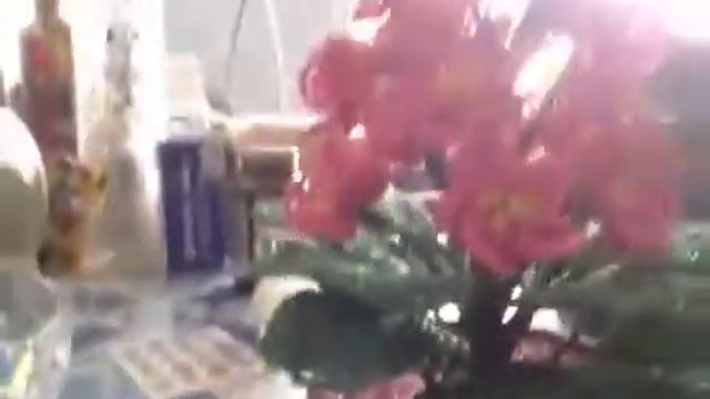 Рыбка и цветок смотреть онлайн