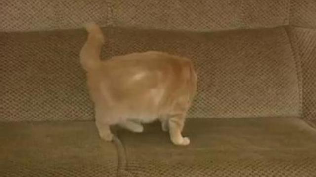 Кролик и кот-2 смотреть онлайн
