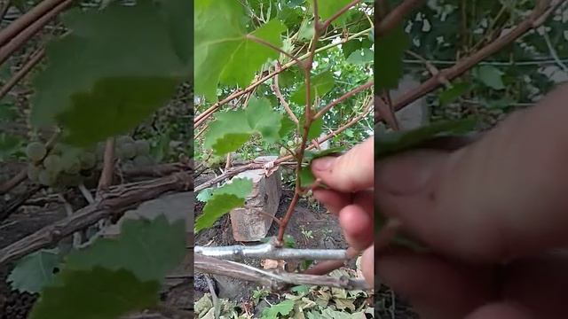 Прививка винограда Цитронный Магарача смотреть онлайн