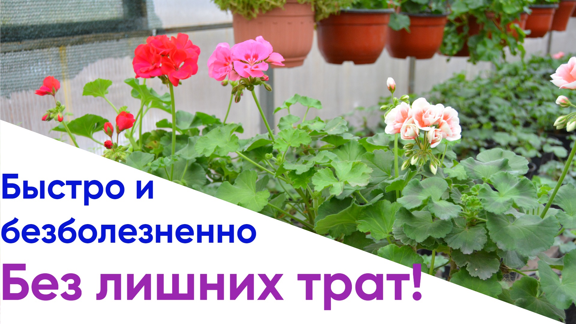 Черенкование и посадка пеларгонии смотреть онлайн