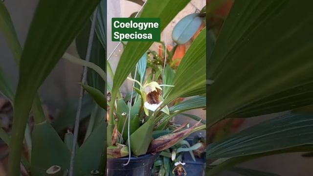 COELOGYNE SPECIOSA смотреть онлайн