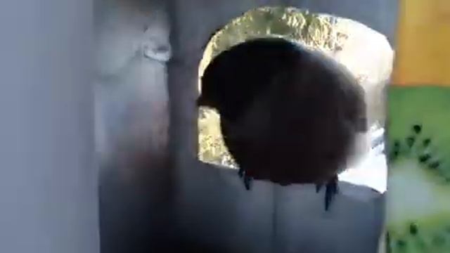 Angry birds снегири) смотреть онлайн