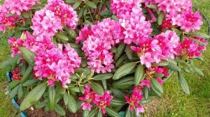 Рододендрон гибридный Haaga. Начало цветения 01 июня 2023.