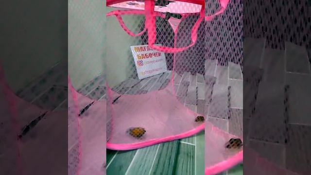 Домик для бабочек от Магазина бабочек. Ру смотреть онлайн