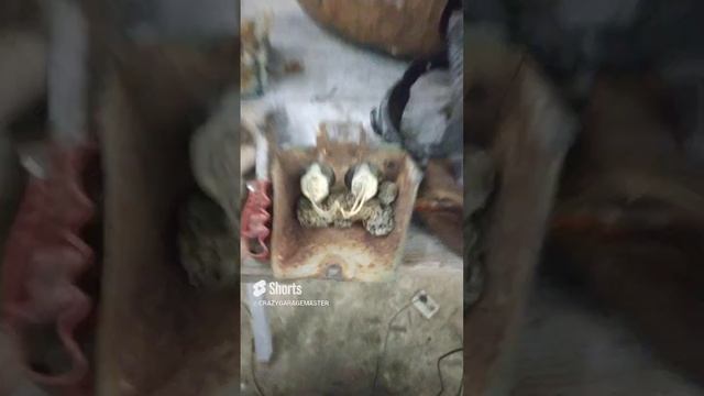 В коляске мотоцикла _Днепр_ завелась живность!!!! смотреть онлайн