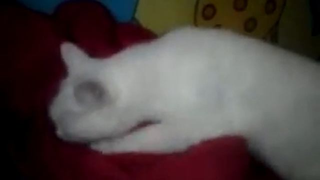 Кошка мнёт халат смотреть онлайн