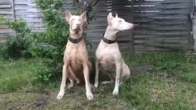 White Doberman Doberman’s biały doberman смотреть онлайн